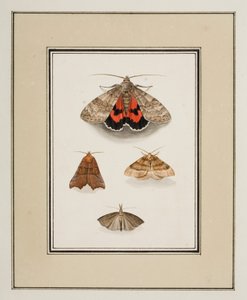 蛾、1755〜65年頃（紙に水彩） 作： Pierre Francois Ledoulx