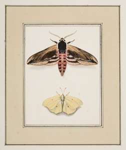 Privet Hawk MothとCommon Brimstone、1755-65年頃（紙に水彩） 作： Pierre Francois Ledoulx