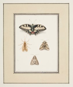 Swallowtail Butterfly, Mayfly and Two Moths, c.1755-65 (watercolor on paper)   1440655   ja       japanese Successfully Translated  Original: The Intrigue Translat: The Intrigue 1452910 ja japanese Successfully Translated Original: Ceiling fresco, Mausoleu 作： Pierre Francois Ledoulx