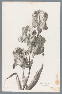 ダルマチア アイリス 水色の虹彩 / Iris pallida (オブジェクトのタイトル) 自然が生んだ花 (…) (連載タイトル) 作： Pierre François Legrand