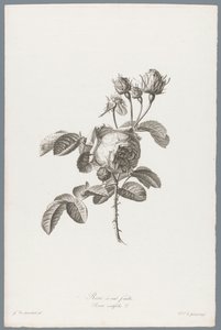 ホンダブラディジ ルース 百葉のバラ / Rosa centifolia L. (オブジェクトのタイトル) 自然が生んだ花 (…) (連載タイトル)