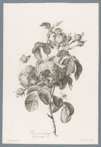 ホンダブラディジ ルース 百葉のバラ / Rosa centifolia L. (オブジェクトのタイトル) 自然が生んだ花 (…) (連載タイトル) 作： Pierre François Legrand
