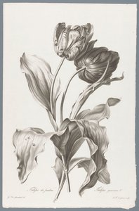 タルプ Garden Tulip / Tulipa gesneriana L. (オブジェクトのタイトル) 自然が生んだ花 (…) (連載タイトル) 作： Pierre François Legrand