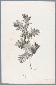 ゾメリク コモンオーク/Quercus robur L. (オブジェクトのタイトル) 自然が生んだ花 (…) (連載タイトル) 作： Pierre François Legrand
