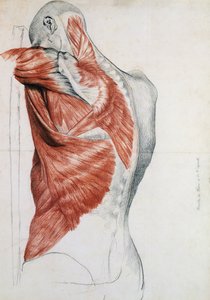 人体解剖学;胴体と肩の筋肉（鉛筆と紙に赤いチョーク） 作： Pierre Jean David d