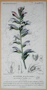 アカンサス・モリス 1820年頃（彩色済みエングレービング） 作： Pierre Jean Francois (after) Turpin