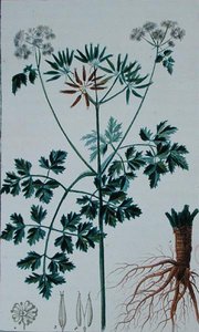 フランソワ・ピエール・ショーメトン（1775-1819）の「Flore du Dictionnaire des sciences medicales」（1813-1820年刊）から、チャービルを描いた植物図版（カラーエングレーヴィング）。 作： Pierre Jean Francois (after) Turpin