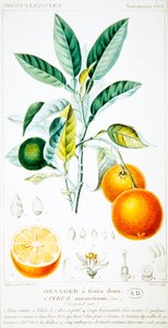 Citrus Aurantium or Seville Orange , c.1820 (colour engraving)