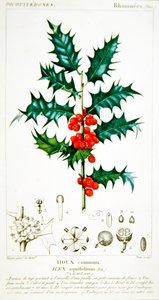 ホリー（Ilex aquifolium）ボタニカルプレート、1820年頃（カラーリトグラフ）
