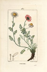アフリカの除虫菊 - スペインのペリトリー、花、葉、茎、根を持つAnthemis pyrethrum（Anacyclus pyrethrum）。ピエール・ジャン・フランソワ・テュルパンが描いた絵をランベール・ジュニアが手彩色のスティプル銅版画にしたもので、「Chaumeton, Poiret and Cham」より。 作： Pierre Jean Francois Turpin