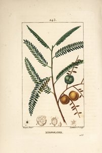 Amla (amala, amalaki), nepalese or indian currant, myrobolan emblique - Nepal or Indian gooseberry, Phyllanthus emblica, leaf, fruit and seed.ピエール・ジャン・フランソワ・トルパンが描いた絵から、ランバート・ジュニアが手彩色のスティプル銅版画を制作。 作： Pierre Jean Francois Turpin