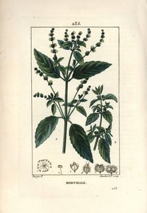 Mercuriale年鑑 - Mercurial, Mercurialis annua.Chaumeton, Poiret and Chamberetの "La Flore Medicale", Paris, Panckouckeに掲載されたPierre Jean-Francois Turpinの絵をもとにLambert Juniorが描いた手彩色のスティップル銅版画。 作： Pierre Jean Francois Turpin