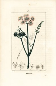Oenanthe aquatica（水性オエナンテまたは水フェンネル） - Fine-leaved water dropwort（ヒレハリソウ）。Chaumeton, Poiret and Chamberetの "La Flore Medicale, Pari "に掲載されたPierre Jean-Francois Turpinの絵をもとにLambert Juniorが描いた手彩色のスティップル銅版画。