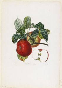 ベル・ド・アーヴル（リンゴ）、Traite des Arbres Fruitiers、1807-35（手彩色のスティプル彫刻） 作： Pierre Jean Francois Turpin