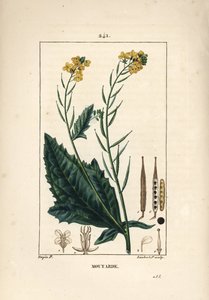 ブラックマスタードまたはブラックセネブ - マスタード（Sinapis nigra）。Chaumeton, Poiret and Chamberetの "La Flore Medicale", Paris, Panckouckeに掲載されたPierre Jean-Francois Turpinの図からLambert Juniorが描いた手彩色のスティップル銅版画。 作： Pierre Jean Francois Turpin