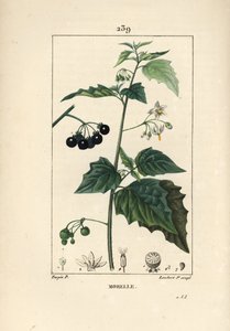 ブラックナイトシェード、ドッグキラーまたはウルフグレープ - ブラックナイトシェード、Solanum nigrum。パリで出版されたChaumeton, Poiret and Chamberetの "La Flore Medicale "に掲載されたPierre Jean-Francois Turpinの絵をもとに、Lambert Juniorが手彩色のスティプル銅版画を制作。 作： Pierre Jean Francois Turpin