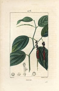 黒コショウ - 黒コショウ（Piper nigrum）の葉、茎、熟したコショウの実と未熟なコショウの実です。Chaumeton, Poiret and Chamberetの「La Flore Medic」に掲載されているPierre Jean-Francois Turpinの絵をもとにLambert Juniorが描いた手彩色のスティプル銅版画。 作： Pierre Jean Francois Turpin