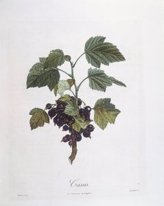 カシス（Ribes nigrum）またはカシス・ノワール・ド・ブルゴーニュ Henry Louis Duhamel du Monceau、ピエール・ジャン・フランソワ・トルパン作のボタニカルプレート 作： Pierre Jean Francois Turpin