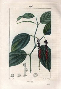 植物学的には、黒コショウ（Piper nigrum）の葉と実を指します。Chaumeton, Poiret et Chamberetの "La Flore Medicale", Paris, PanckよりPierre Jean-Francois Turpinが描いたものをLambertが手彩色のスティプル銅版画にしたもの。 作： Pierre Jean Francois Turpin