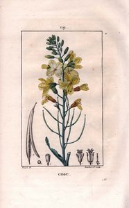 キャベツの花（Brassica oleracea）。Chaumeton, Poiret et Chamberetの "La Flore Medicale", Paris, Panckouckeに掲載されたPierre Jean-Francois Turpinの絵をもとにLambertが描いた手彩色のスティップル銅版画。 作： Pierre Jean Francois Turpin