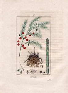 植物学：アスパラガス - アスパラガスの根、花、果実、Asparagus officinalis。Chaumeton, Poiret et Chamberetの "La Flore Medicale, Paris, Panckoucke "に掲載されたPierre Jean-Francois Turpinの絵をもとにLambertが描いた手彩色のスティプル銅版画。 作： Pierre Jean Francois Turpin