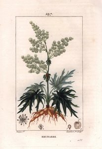植物学：ルバーブ - ルバーブ植物、葉と根、Rheum rhabarbarum。Chaumeton, Poiret et Chamberetの "La Flore Medicale, Paris, Panckoucke "に掲載されたPierre Jean-Francois Turpinの絵をもとにLambertが描いた手彩色のスティプル銅版画。 作： Pierre Jean Francois Turpin