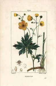 キンポウゲ - 花、葉、茎、根を持つ直立したカラスノエンドウ（Ranunculus acris）。Chaumeton, Poiret and Chamberetの "La Flore Medicale, Pa "に掲載されているPierre Jean-Francois Turpinの絵をもとにLambert Juniorが描いた手彩色のスティップル銅版画。 作： Pierre Jean Francois Turpin
