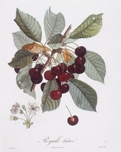 桜の木（Prunus avium）、Henry Louis Duhamel du Monceau、Pierre Jean Francois Turpinによる植物画プレート 作： Pierre Jean Francois Turpin