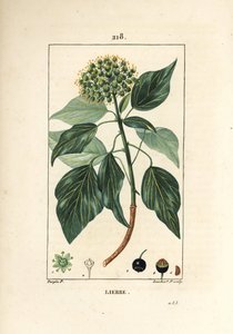 クライミングアイビー - 一般的なツタ、Hedera helix（ヘデラ・ヘリックス）。Chaumeton, Poiret and Chamberetの "La Flore Medicale, Paris, Panckoucke "に掲載されたPierre Jean-Francois Turpinの絵をもとにLambert Juniorが描いた手彩色のスティプル銅版画。 作： Pierre Jean Francois Turpin