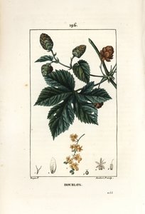 クライミングホップ - ホップ、Humulus lupulus。Chaumeton, Poiret and Chamberetの "La Flore Medicale", Paris, Panckouckeに掲載されたPierre Jean-Francois Turpinの絵をもとにLambert Juniorが描いた手彩色のスティップル銅版画。 作： Pierre Jean Francois Turpin