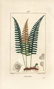 一般的なポリポディ - 葉、種子、根を持つポリポディファーン（Polypodium vulgare）。Chaumeton, Poiret and Chamberetの "La Flore Medicale, Paris, P. "に掲載されているPierre Jean-Francois Turpinの絵をもとにLambert Juniorが描いた手彩色のスティプル銅版画。 作： Pierre Jean Francois Turpin