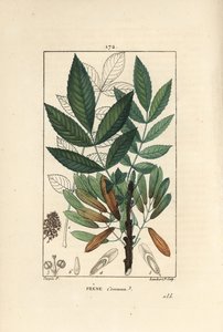 トネリコ（Fraxinus excelsior）の枝、葉、種、葉の輪郭。ショーメトン、ポワレ、シャンベルエの "