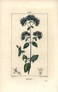 花、葉、茎、種を持つオレガノ（Origanum vulgare）。ピエール・ジャン・フランソワ・テュルパンが描いた絵をもとに、ランベール・ジュニアが手彩色のスティプル銅版画を描いたもので、Chaumeton, Poiret and