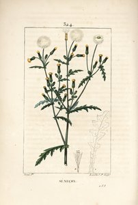 コモン・セネコン - コモン・グラウンドセル（Senecio vulgaris）の花、葉、種子、茎、葉の輪郭。Chaumeton, Poiret and Chamberetの "La Festa "からPierre Jean-Francois Turpinが描いたものをLambert Juniorが手彩色のスティプル銅版画にしたもの。 作： Pierre Jean Francois Turpin