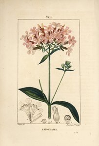 花、葉、茎、種を持つ、普通のソープワート（Saponaria officinalis）。Chaumeton, Poiret and Chamberetの "La Flore Medicale, Paris, Panck "に掲載されたPierre Jean-Francois Turpinの絵をもとにLambert Juniorが描いた手彩色のスティプル銅版画。 作： Pierre Jean Francois Turpin