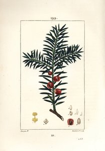 一般的なイチイまたはイチイの実 - イチイの木、Taxus baccata。Chaumeton, Poiret and Chamberetの "La Flore Medicale", Paris, Panckouckeに掲載されたPierre Jean-Francois Turpinの絵をLambert Juniorが手彩色で描いた銅版画。