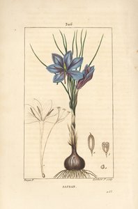 クロッカス（Crocus）：花、葉、茎、球根、聖痕を示すサフラン・クロッカス（Crocus sativus）。Chaumeton, Poiret and Chamberetの "La Flore Medicale "からPierre Jean-Francois Turpinが描いたものをLambert Juniorが手彩色のスティプル銅版画にしたもの。 作： Pierre Jean Francois Turpin
