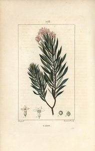 Daphne garou, Thymele or Saint Bois - Spurge flax, Daphne gnidium.Chaumeton, Poiret and Chamberetの "La Flore Medicale"、Paris, PanckouckeよりPierre Jean-Francois Turpinが描いた絵をLambert Juniorが手彩色のスティプル銅版画で再現。 作： Pierre Jean Francois Turpin