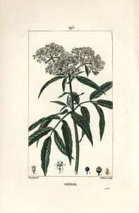 Dwarf elder - Dwarf elder, Sambucus humilis.Chaumeton, Poiret and Chamberetの "La Flore Medicale, Paris, Panckoucke "に掲載されたPierre Jean-Francois Turpinの絵をもとにLambert Juniorが描いた手彩色のスティプル銅版画。 作： Pierre Jean Francois Turpin
