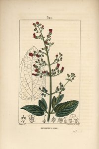 Ear scrofulary - 花、葉、茎、種、葉の輪郭を持つ水イチゴ（Scrophularia aquatica）。Chaumeton, Poiret and Chamberetの "La F. "からPierre Jean-Francois Turpinが描いた絵をLambert Juniorが手彩色のスティプル銅版画にしたもの。 作： Pierre Jean Francois Turpin