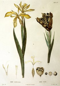L.J.アライスによるフェティッドアイリス（手彩色の彫刻） 作： Pierre Jean Francois Turpin