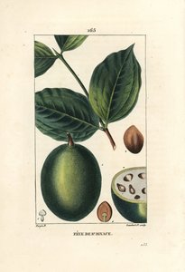 Feve de Saint Ignace - イエスの豆、または聖イグナシアの豆（Strychnos ignatia）、果実と種子（豆）、全体と断面。ピエール・ジャン・フランソワ・テュルパンがショーメトンで描いた絵をもとに、ランベール・ジュニアが手彩色のスティプル銅版画で表現したもの。