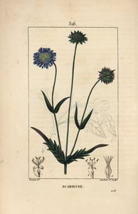Field knautie or field scabieuse - 花、葉、茎、種、葉の輪郭を持つ野原のスカブキ（Knautia arvensis）。ピエール・ジャン・フランソワ・テュルパンが描いた絵をもとに、ランベール・ジュニアが手彩色のスティプル銅版画（「ショーメトン、ポワレ、シャム」より 作： Pierre Jean Francois Turpin