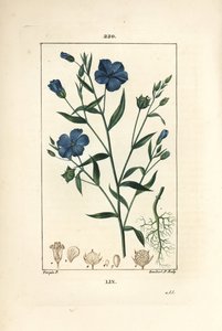 亜麻 - Linum sativum（リンシード）。Chaumeton, Poiret and Chamberetの "La Flore Medicale", Paris, PanckouckeよりPierre Jean-Francois Turpinが描いた絵をLambert Juniorが手彩色のスティプル銅版画で再現。 作： Pierre Jean Francois Turpin