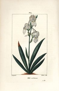 フロレンティン・アイリス、フローレンス・アイリス - Florentine Iris, Iris florentina, flower and leaf.ショーメトン、ポワレ、シャンベの "La Flore Medicale"（パリ、パン）に掲載されたピエール・ジャン・フランソワ・テュルパンの絵をデュボアが手彩色で銅版画にしたもの。 作： Pierre Jean Francois Turpin