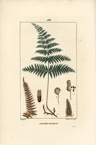 Fougere Aigle ou Grande Fougere - 雌のシダまたはワラビ、Pteridium aquilinum。Chaumeton, Poiret et Chamberetの "La Flore Medicale "からPierre Jean-Francois Turpinが描いた絵をLambert Juniorが手彩色のスティプル銅版画にしたもの。 作： Pierre Jean Francois Turpin
