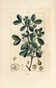 ガイアック（聖なる木）、生命の木 - Guaiacum, Guajacum officinale.Chaumeton, Poiret and Chamberetの "La Flore Medicale", Paris, Panckouckeに掲載されたPierre Jean-Francois Turpinの絵をもとにLambert Juniorが描いた手彩色のスティプル銅版画。