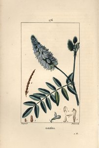 Galega - 花、葉、種を持つヤギのルー（Galega officinalis）。ショーメトン、ポワレ、シャンベの "La Flore Medicale"（パリ、パンクック）に掲載されたピエール・ジャン＝フランソワ・テュルパンの絵をデュボアが手彩色のスティプル銅版画にしたもの。