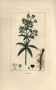 Garance des dyers - Madder, Rubia tinctorum, with root, flower, leaf and seed.パリで出版されたChaumeton, Poiret and Chamberetの "La Flore Medicale "に掲載されたPierre Jean-Francois Turpinの図からLambert Juniorが描いた手彩色のスティプル銅版画。 作： Pierre Jean Francois Turpin