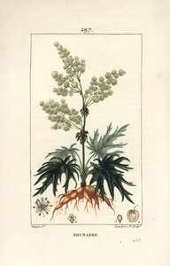 ガーデン・ルバーブ - 花、茎、葉、種、根を持つルバーブ（Rheum rhabarbarum）。Chaumeton, Poiret and Chamberetの「La F」に掲載されたPierre Jean-Francois Turpinの絵をもとにLambert Juniorが描いた手彩色のスティプル銅版画。 作： Pierre Jean Francois Turpin